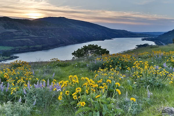 Field of Balsamroot (Balsamorhiza) and Lupine (Lupinus) on hills above Columbia River in Columbia River Gorge National Scenic Area, Rowena, Oregon, USA