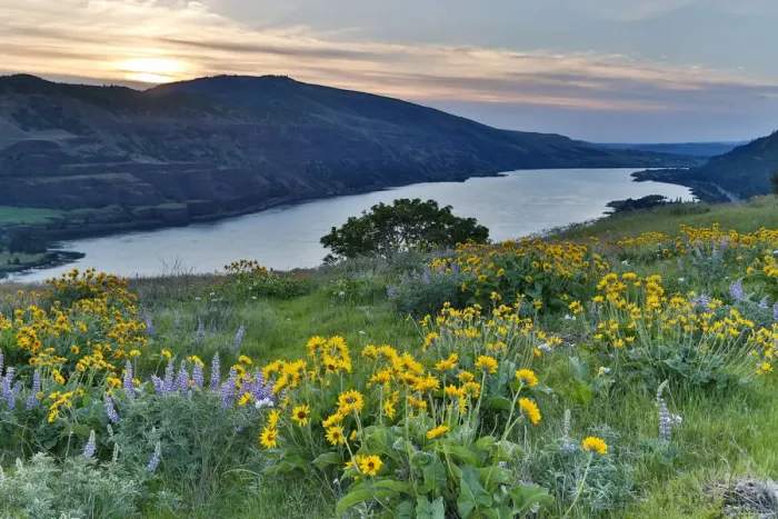 Framed Print : Field of Balsamroot (Balsamorhiza) and Lupine (Lupinus) on hills above Columbia River in Columbia River Gorge National Scenic Area, Rowena, Oregon, USA Framed Print : Field of Balsamroot (Balsamorhiza) and Lupine (Lupinus) on hills above Columbia River in Columbia River Gorge National Scenic Area, Rowena, Oregon, USA