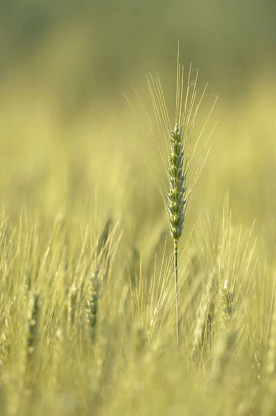 Field of Barley -Hordeum vulgare-, Waiblingen, Germany, Europe