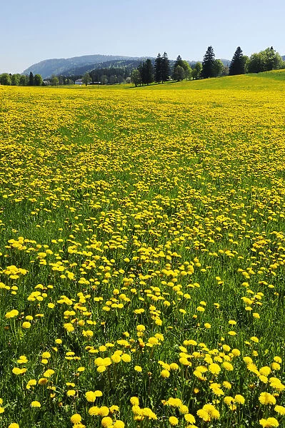 Field of blooming Dandelion (Taraxacum sect. Ruderalia), Jura, Switzerland, Europe