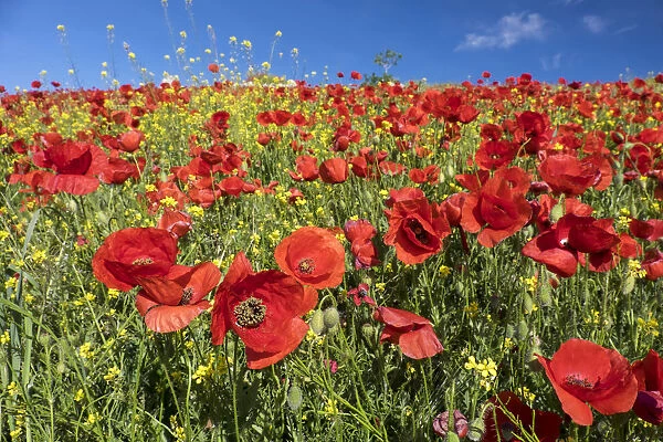 Field of bright red poppies (Papaveraceae), Andalusia, Spain