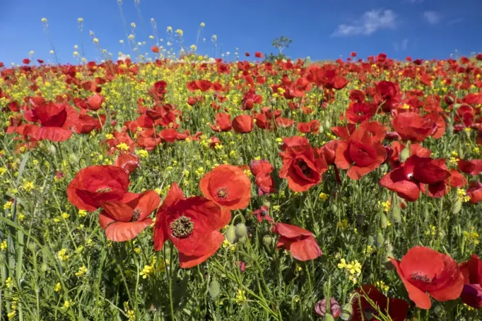 Framed Print : Field of bright red poppies (Papaveraceae), Andalusia, Spain Framed Print : Field of bright red poppies (Papaveraceae), Andalusia, Spain