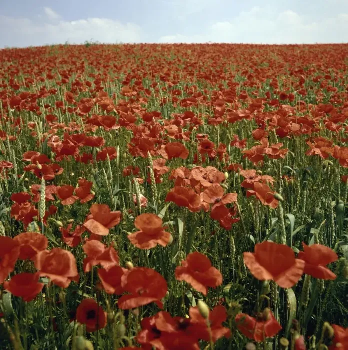 Framed Print : Field of Bright Red Poppy Flowers Framed Print : Field of Bright Red Poppy Flowers