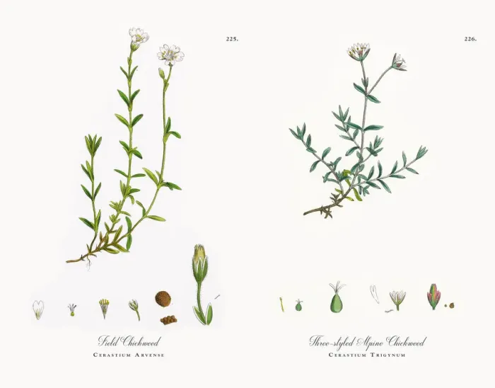Framed Print : Field Chickweed, Cerastium Arvense, Victorian Botanical Illustration, 1863 Framed Print : Field Chickweed, Cerastium Arvense, Victorian Botanical Illustration, 1863