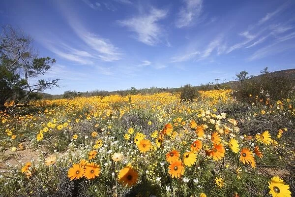 Field of Colourful Namaqualand Daisies (Dimorphotheca sinuata) Scenic