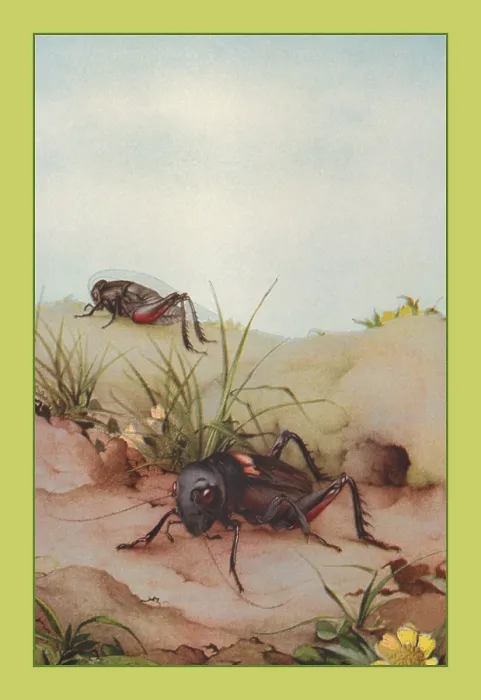 Framed Print : Field Cricket Framed Print : Field Cricket