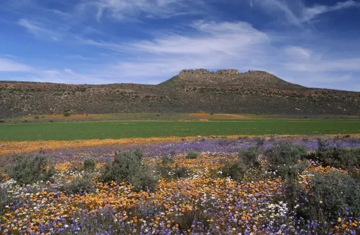 Framed Print : Field Of Flowers