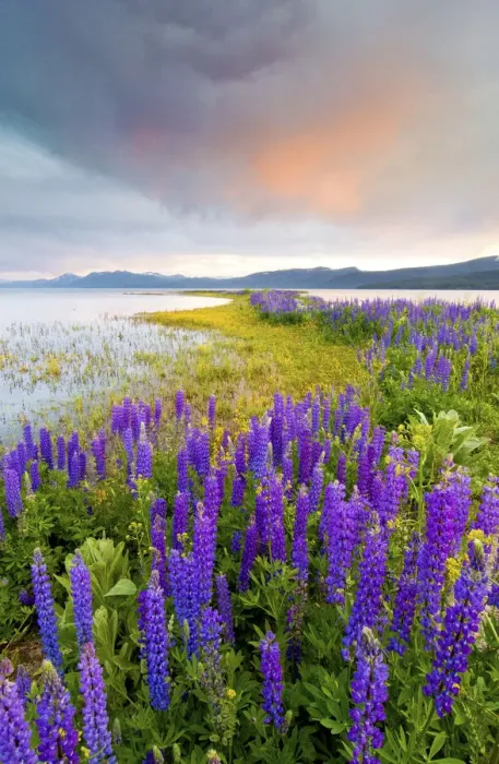 Framed Print : A field of Lupine wildflowers on the north shore of Lake Tahoe at sunset, California Framed Print : A field of Lupine wildflowers on the north shore of Lake Tahoe at sunset, California