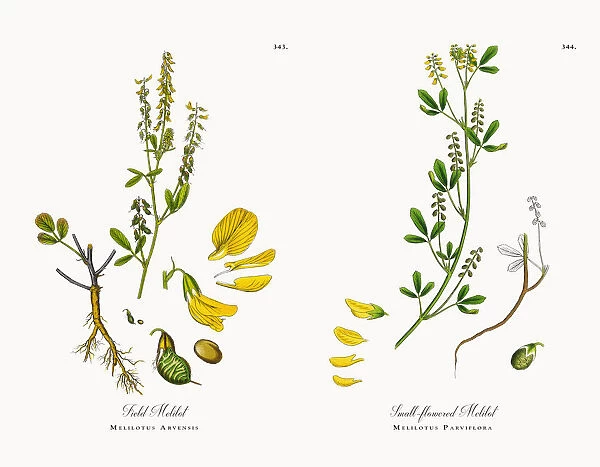Field Melilot, Melilotus Arvensis, Victorian Botanical Illustration, 186