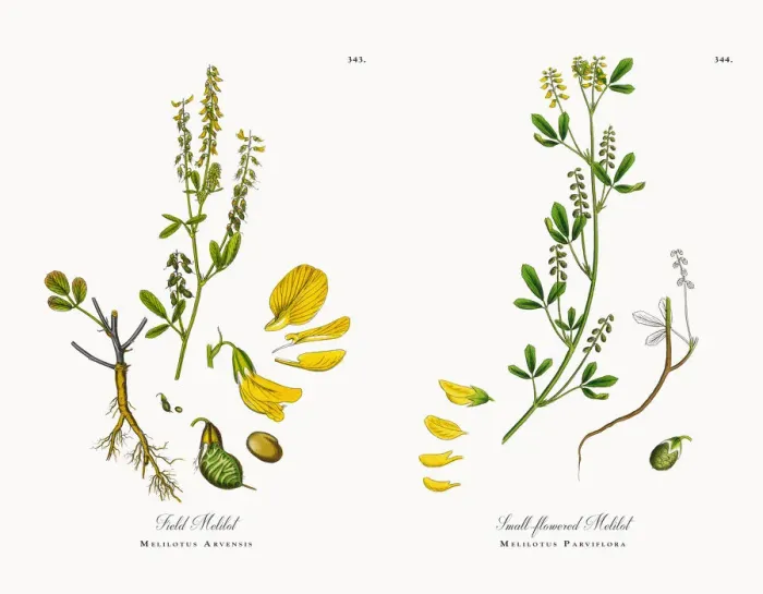Framed Print : Field Melilot, Melilotus Arvensis, Victorian Botanical Illustration, 186 Framed Print : Field Melilot, Melilotus Arvensis, Victorian Botanical Illustration, 186
