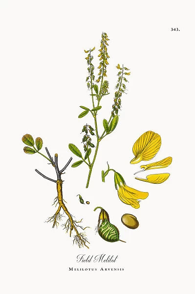 Field Melilot, Melilotus Arvensis, Victorian Botanical Illustration, 1863
