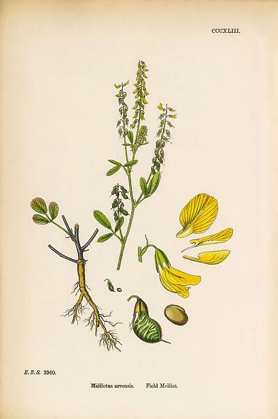 Field Melilot, Melilotus Arvensis, Victorian Botanical Illustration, 1863