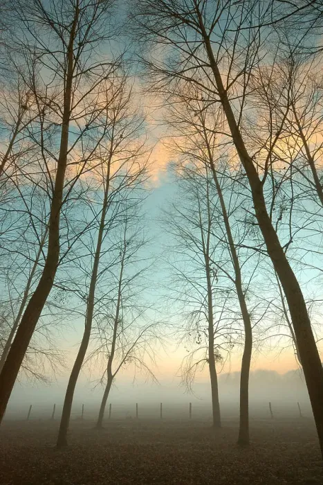 Framed Print : The field in the mist Framed Print : The field in the mist