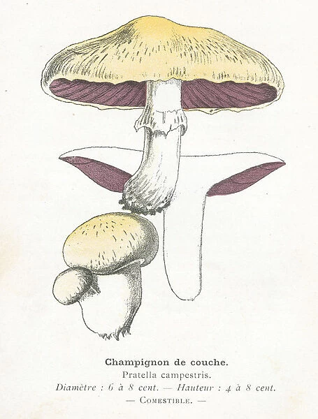 Field mushroom engraving 1895
