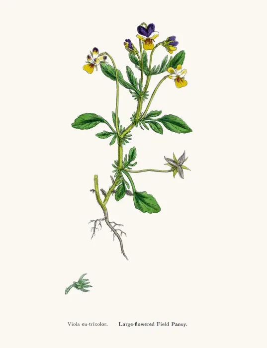 Framed Print : Field pancy plant Framed Print : Field pancy plant
