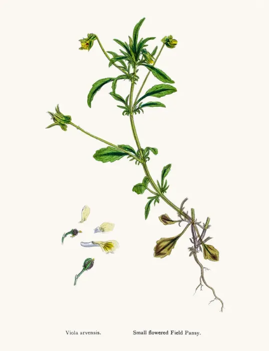 Framed Print : Field pancy plant Framed Print : Field pancy plant