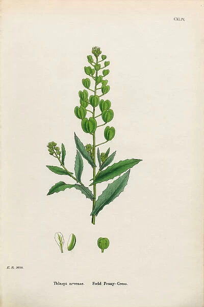 Field Penny-Cress, Thlaspi Arvense, Victorian Botanical Illustration, 1863