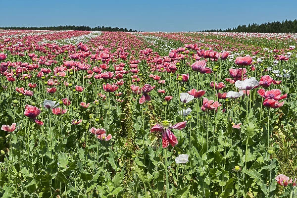 Field of poppies, Opium Poppy -Papaver somniferum-