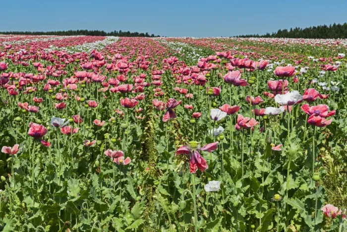 Framed Print : Field of poppies, Opium Poppy -Papaver somniferum- Framed Print : Field of poppies, Opium Poppy -Papaver somniferum-