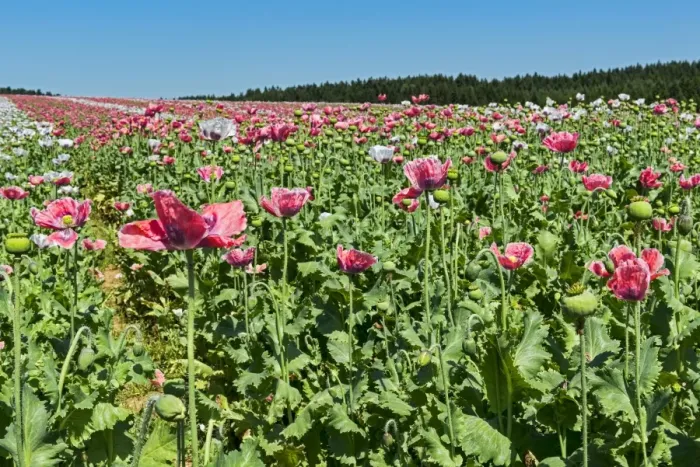Framed Print : Field of poppies, Opium Poppy -Papaver somniferum- Framed Print : Field of poppies, Opium Poppy -Papaver somniferum-