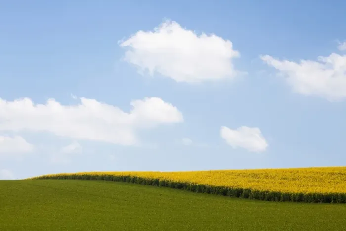 Framed Print : Field of Rape or Canola -Brassica napus- Framed Print : Field of Rape or Canola -Brassica napus-