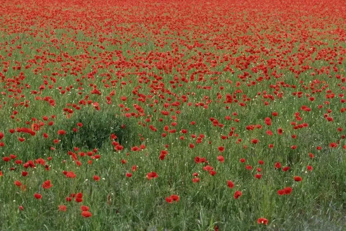 Framed Print : Field of Red Poppy Flowers in Long Grass