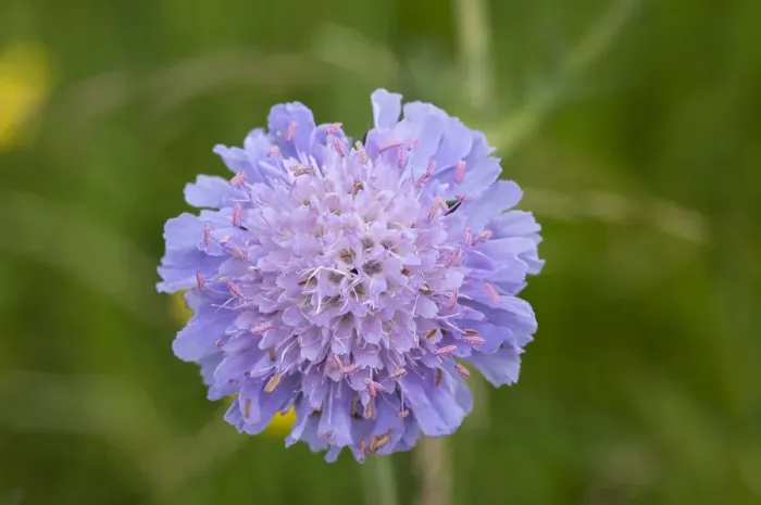 Framed Print : Field Scabious -Knautia arvensis-, Bavaria, Germany Framed Print : Field Scabious -Knautia arvensis-, Bavaria, Germany