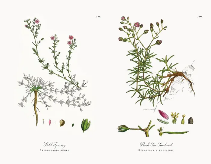 Framed Print : Field Spurrey, Spergularia rubra, Victorian Botanical Illustration, 1863 Framed Print : Field Spurrey, Spergularia rubra, Victorian Botanical Illustration, 1863