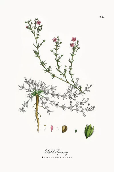 Field Spurrey, Spergularia rubra, Victorian Botanical Illustration, 1863