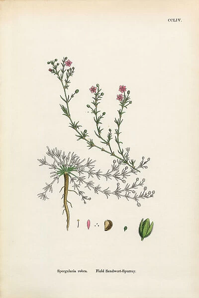 Field Spurrey, Spergularia rubra, Victorian Botanical Illustration, 1863