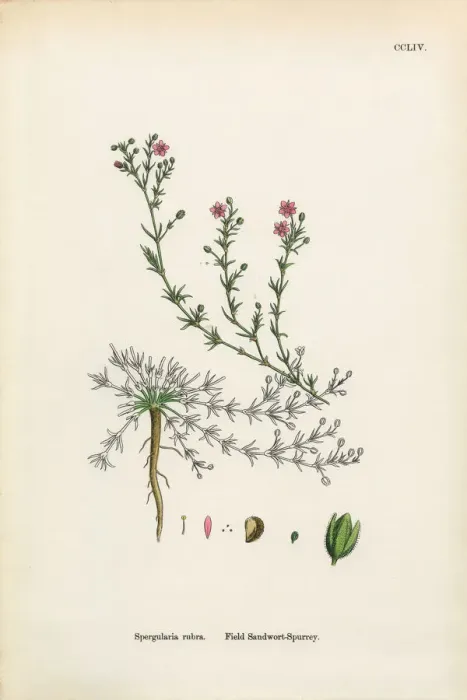 Framed Print : Field Spurrey, Spergularia rubra, Victorian Botanical Illustration, 1863 Framed Print : Field Spurrey, Spergularia rubra, Victorian Botanical Illustration, 1863