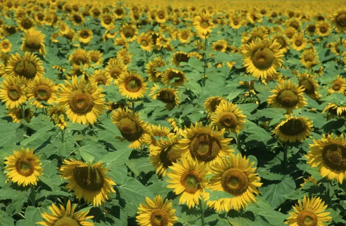 Framed Print : Field of Sunflowers Framed Print : Field of Sunflowers