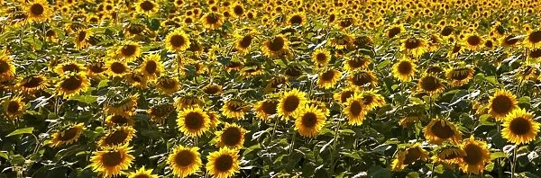 Field of sunflowers, Canada