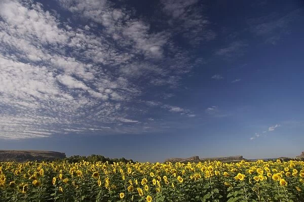 Field of Sunflowers in the Eastern Highlands of South Africa. Eastern Free State Province, South Africa