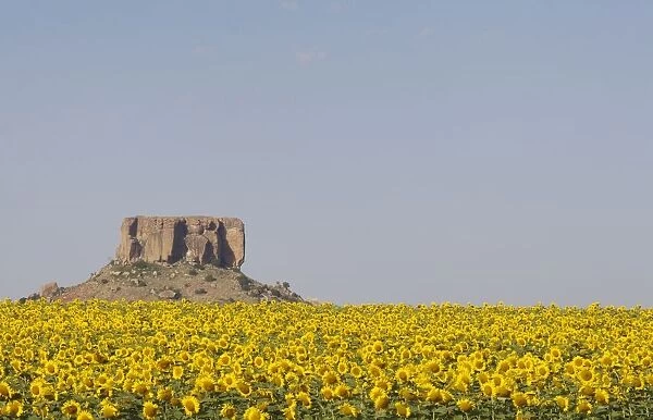A Field of Sunflowers overlooked by a Koppie (a small hill rising up from the African veld). Free State Province, South Africa