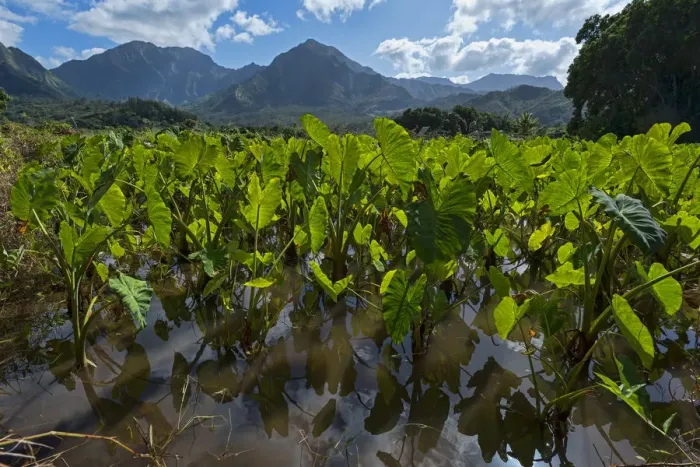 Framed Print : Field with Taro, Kauai, Hawaii, United States Framed Print : Field with Taro, Kauai, Hawaii, United States