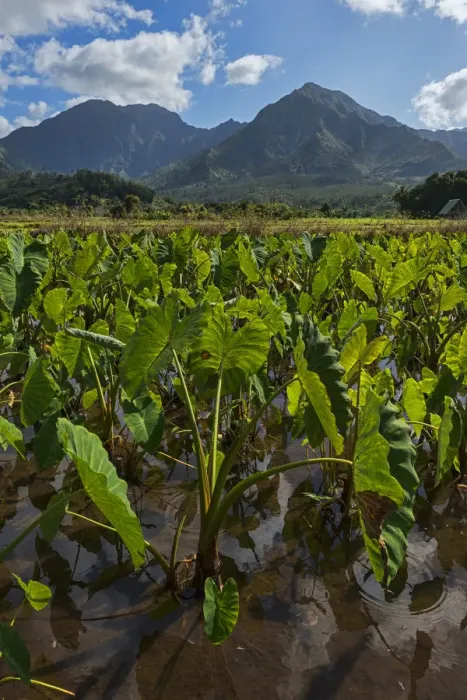Framed Print : Field with taro plants, Kauai, Hawaii, United States Framed Print : Field with taro plants, Kauai, Hawaii, United States