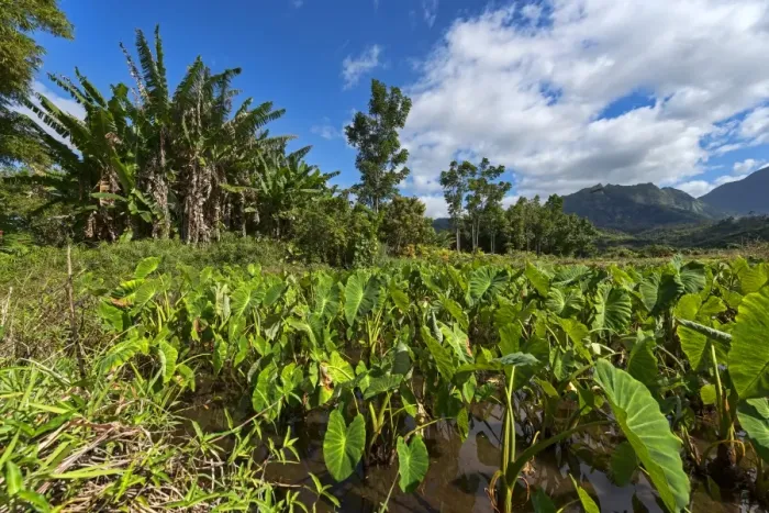 Framed Print : Field with taro plants, Kauai, Hawaii, United States Framed Print : Field with taro plants, Kauai, Hawaii, United States