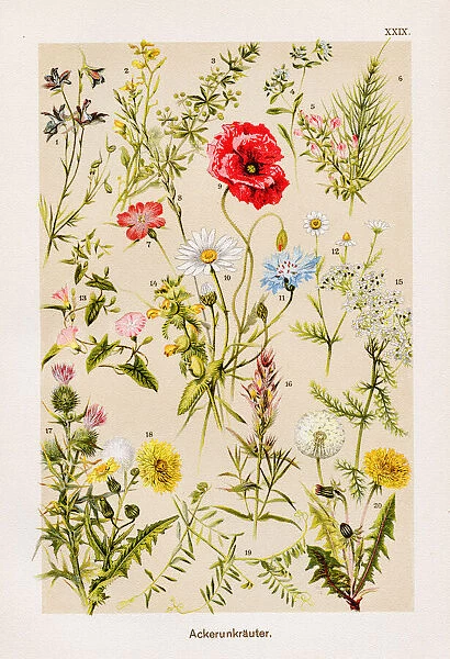 Field Weeds Chromolithography 1899