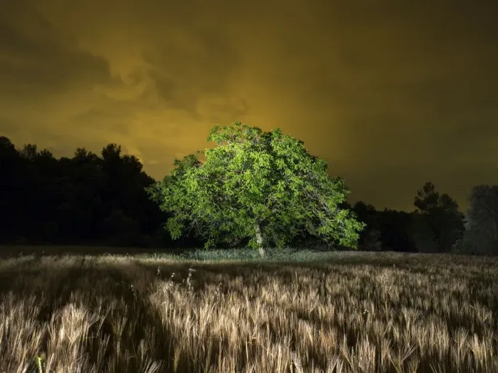 Framed Print : Field of wheat with a walnut Framed Print : Field of wheat with a walnut