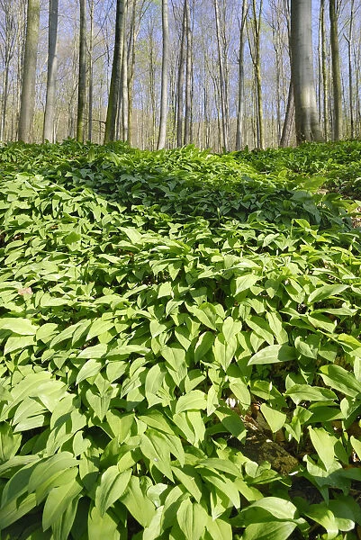 Field of wild garlic -Alium ursinum- in a mountain forest, in Neubeuern, Bavaria, Germany, Europe