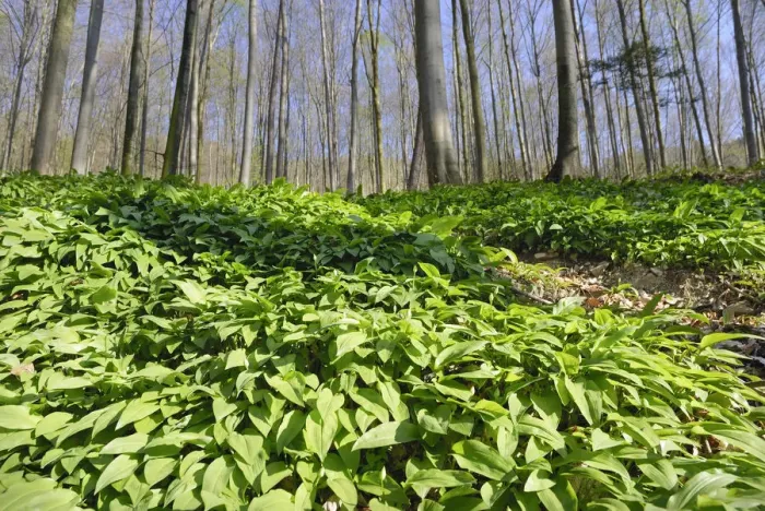 Framed Print : Field of wild garlic -Alium ursinum- in a mountain forest, in Neubeuern, Bavaria, Germany, Europe Framed Print : Field of wild garlic -Alium ursinum- in a mountain forest, in Neubeuern, Bavaria, Germany, Europe