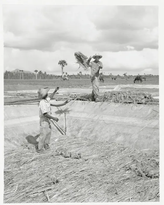 Framed Print : Field Workers Cultivating Kenaf Crops Framed Print : Field Workers Cultivating Kenaf Crops