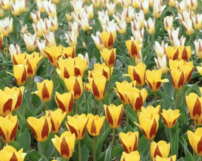 Framed Print : Field of Yellow and Red Tulips Framed Print : Field of Yellow and Red Tulips