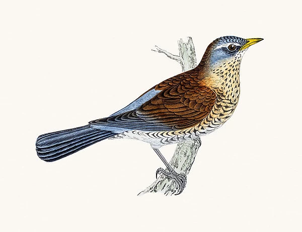 Fieldfare bird
