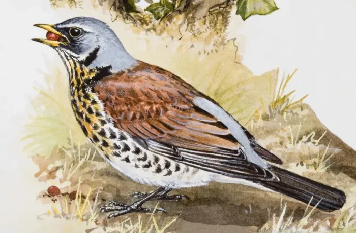 Framed Print : Fieldfare (Turdus pilaris) with seed in its beak, side view Framed Print : Fieldfare (Turdus pilaris) with seed in its beak, side view