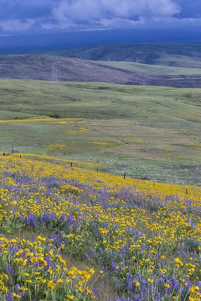 Fields of lupine and Arrow Leaf Balsamroot (Balsamorhiza sagittata), Dalles Mountain Ranch State Park, Washington State, USA
