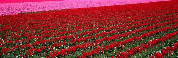 Fields of red, pink tulips (Liliaceae sp. ) Washington, USA