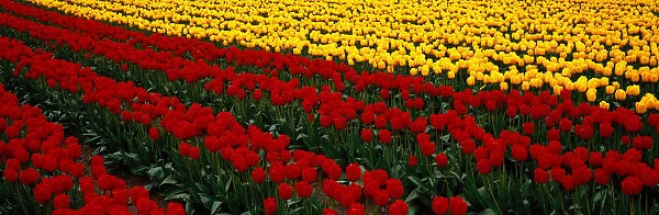 Fields of red and yellow tulips (Liliaceae sp. ) Washington, USA