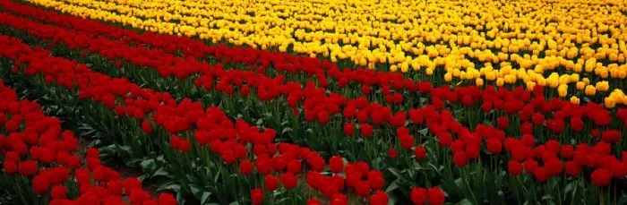 Framed Print : Fields of red and yellow tulips (Liliaceae sp. ) Washington, USA Framed Print : Fields of red and yellow tulips (Liliaceae sp. ) Washington, USA